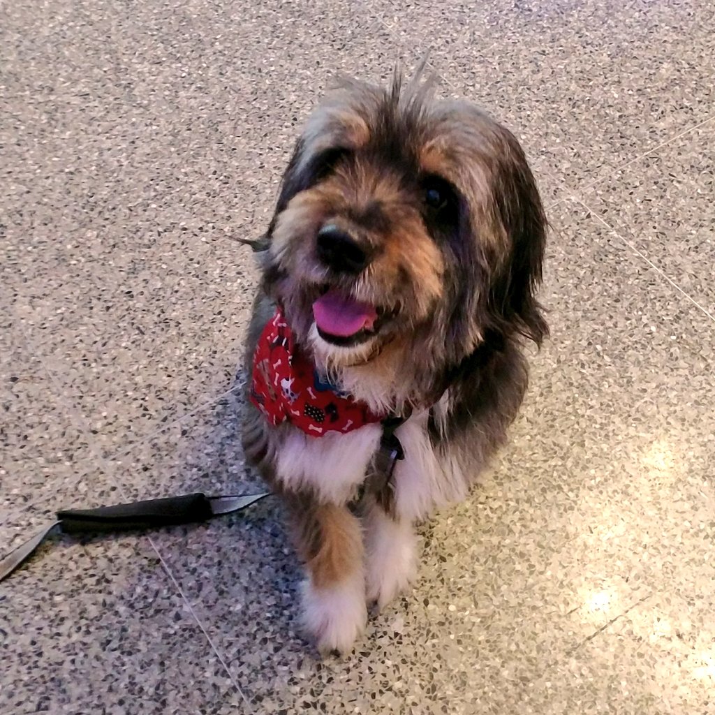 TPreneurCHA's tweet photo. We are bringing in some pup therapy for these last few hours of #Teacherpreneur - how is the #48HourLaunch nearly over?! #EdStartup https://t.co/mH8Y3JHr8k