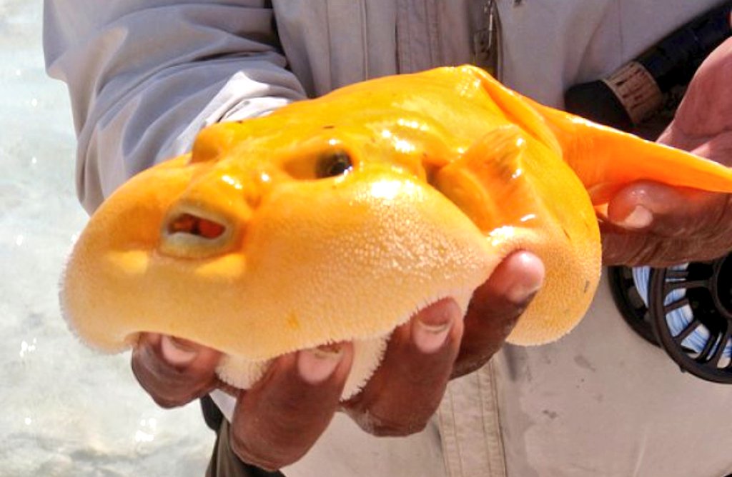 wareFLO's tweet photo. Today's Thought™®© Have a #CheeseFish https://t.co/uQtLsJnBH3