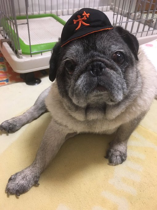 かわいいかわいい犬の野球チームのtwitterイラスト検索結果