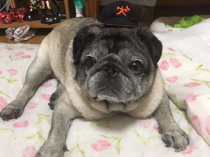 かわいいかわいい犬の野球チームのtwitterイラスト検索結果 古い順