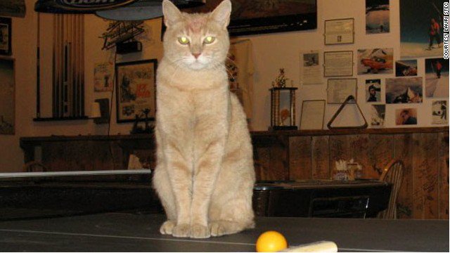 CNN's tweet photo. Stubbs the cat, the honorary mayor of Talkeetna, Alaska, dies at 20 https://t.co/y9WCLcPgkP https://t.co/p9fIfto9Ex