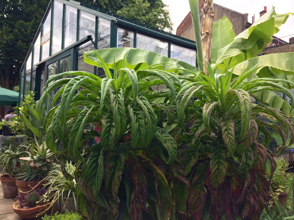 gemmadrake's tweet photo. Happy 30th birthday @WalworthGarden - 🌿🌺💐🌲🌴green oasis in #southwark #communitygarden #beeapart #yoga https://t.co/xdFTtNXdgB
