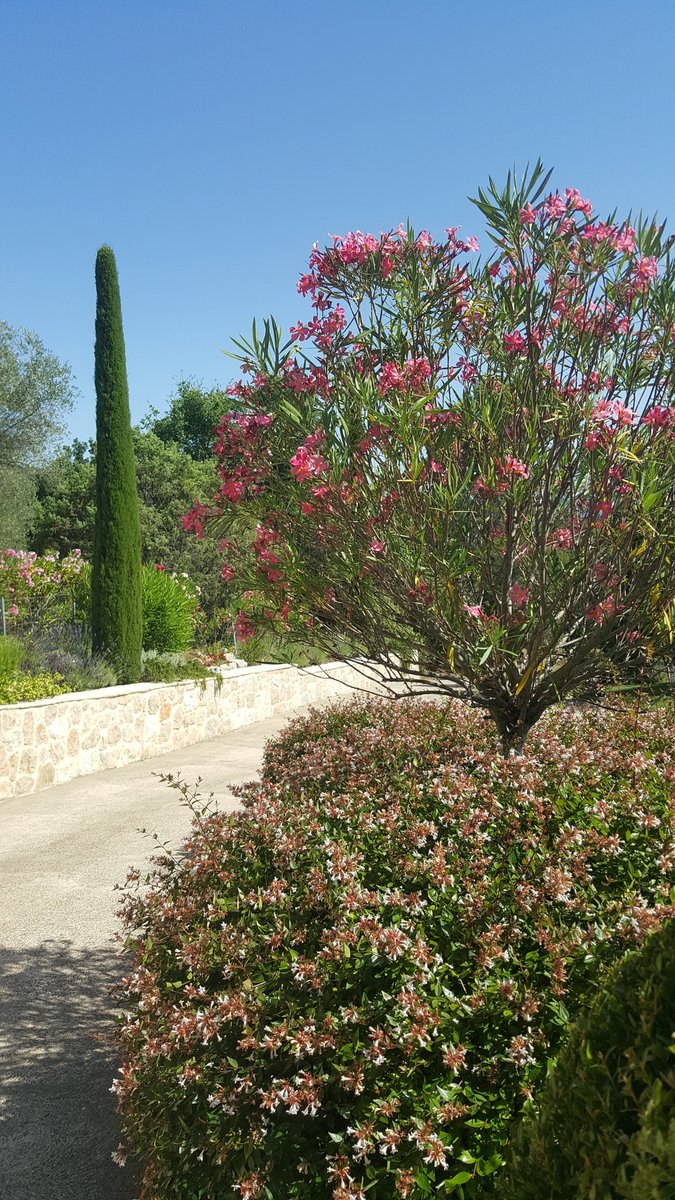 BDematteis06's tweet photo. #luxury #lifestyle #frenchriviera # landscapedesigner https://t.co/Pqp2Oufh2n