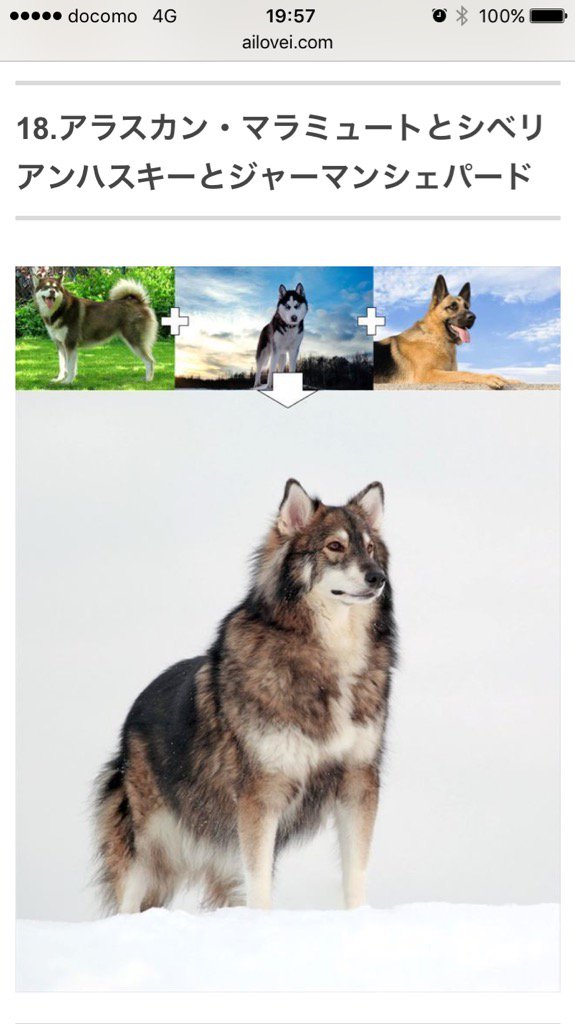 イケメンすぎる犬の写真に 抱かれても良い 籍入れたい との声が噴出 Buzzmag