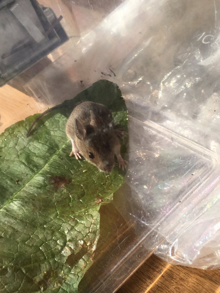 Filey Flora & Fauna tweet media