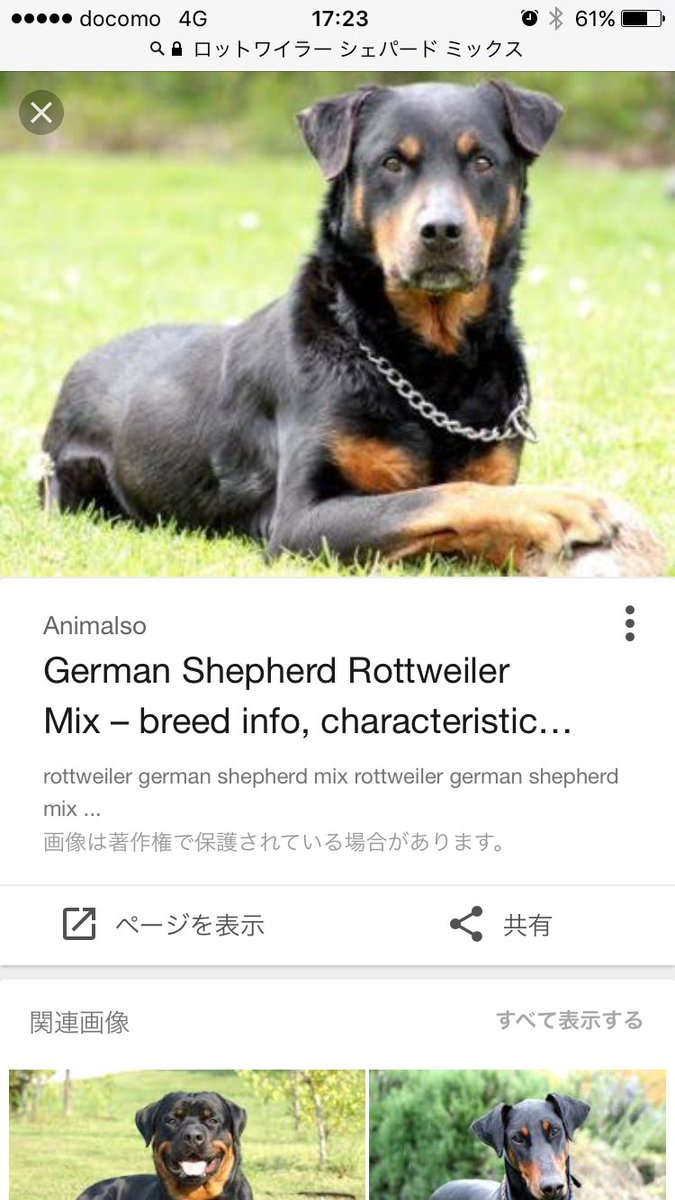 おたま シェパード入ると何でもイケメンになるやつな 因みに私は ロットワイラー シェパード の交配例がお気に入りです 性格は従順で頑固 らしい