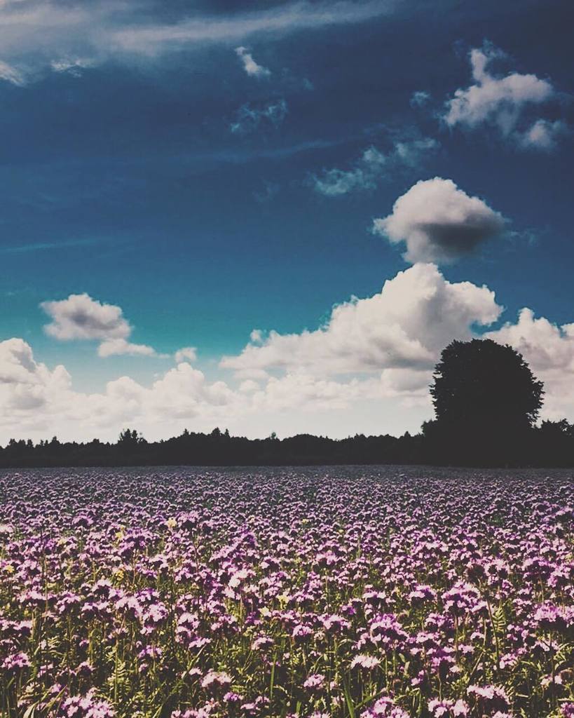 UgisB's tweet photo. Caught that summer feeling.
• •
•
•
•
•
#photooftheday #nature #explore #onthego #Latvia #capture #moment #iphoneg… https://t.co/PAnAKxbOZ5 https://t.co/l85KFdxMIW
