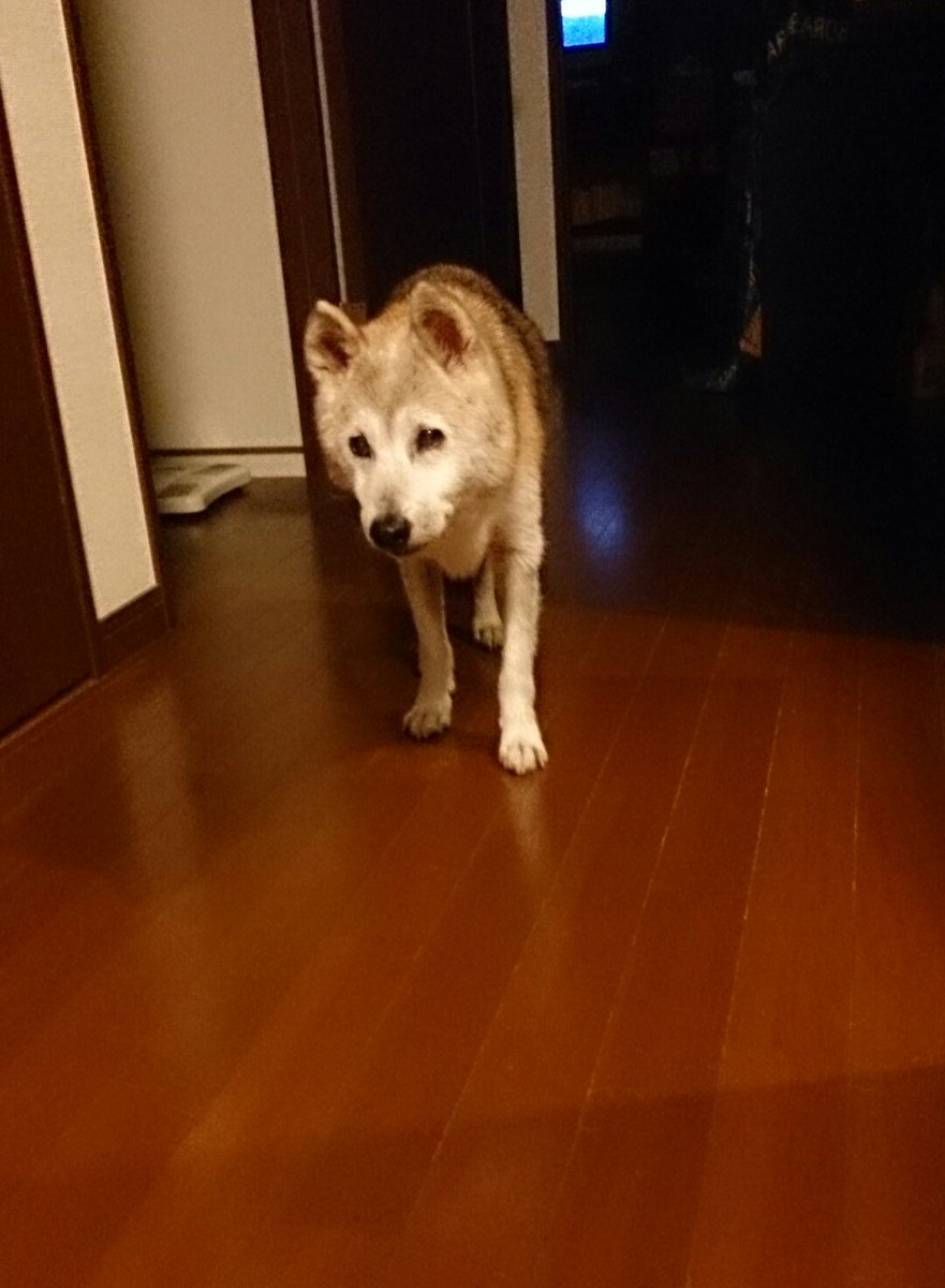 ট ইট র わしこんちゃん 妖精 帰ってきたお父さんのお仕事をなんとしてもお手伝いしたいわし お気持ちだけで じゃまじゃま 秘密結社老犬倶楽部 柴犬こん ট ইট র わしこんちゃん 妖精 帰ってきたお父さんのお仕事をなんとしてもお手伝いしたいわし お気持ちだけで じゃまじゃま 秘密結社老犬倶楽部 柴犬こん