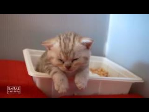 topklikml's tweet photo. Cute #Cats, ##Dogs, funny ...
LINK: https://t.co/4Y2KJn6LRQ
#CuteCats #CuteDogs #FUNNYANIMALS #FunnyBerryAnimals #PetCompilation https://t.co/9thNsol8Lf