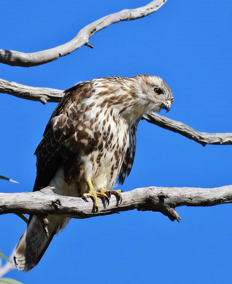 WildlifeCyprus's tweet image. Common Buzzard (Buteo buteo) Cyprus
