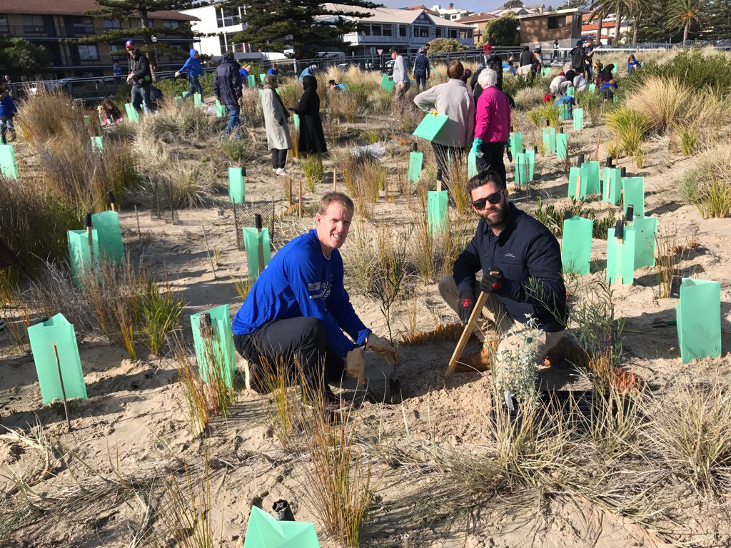 spattersonchb's tweet photo. With volunteers helping stabilise our fragile dunes to prevent coastal erosion on #NationalTreeDay https://t.co/fDakgC11UY