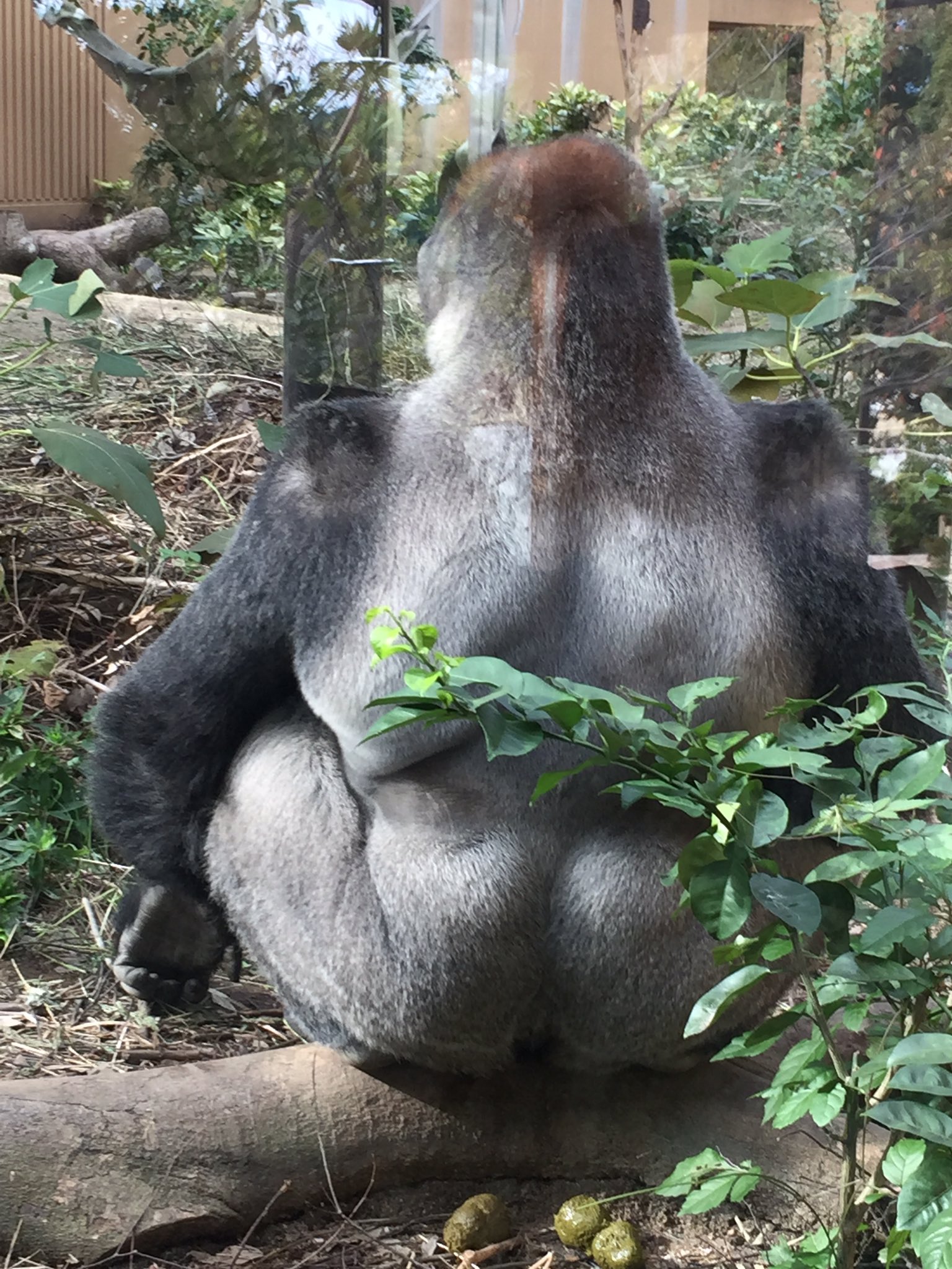 ゆう Twitterissa 今日は動物園行ったんだけど 目の前でゴリラがうんこした こんな思い切り出したらスッキリすんだろな 私の痔は経過良好だったから１週間で退院したけどまだうんこするの怖いから羨ましい てかゴリラってセクシーじゃない 次はゴリラ目指すわ