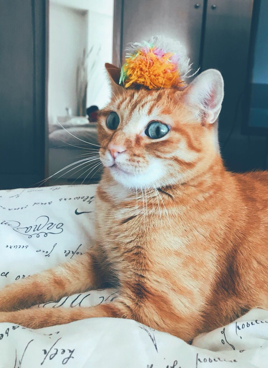 djalexguerrero's tweet photo. Ey Charly, que relajadito se te ve! 👀☕️🐈 
#BuenosDias https://t.co/3r5X4YSw4J