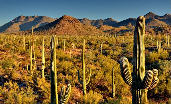 usacarshire's tweet photo. #SaguaroNationalPark #SaguaroCactus #Hiking #Picnicking #DesertEnvironment #PimaCounty #SouthernArizona #USA with https://t.co/bYs3A6366L https://t.co/jMIJW5eY9s