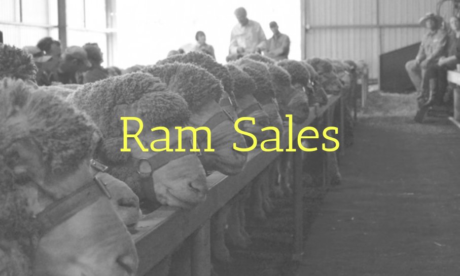 Spring ram selling season is fast approaching, plan now &amp; check out the upcoming ram sales across Australia at studstocksales.com