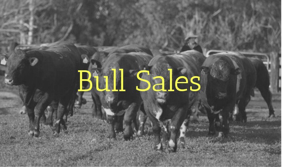 Spring bull sales are here, find the next sire for your stud or commercial operation at studstocksales.com 
EVERY breed - EVERY state..
