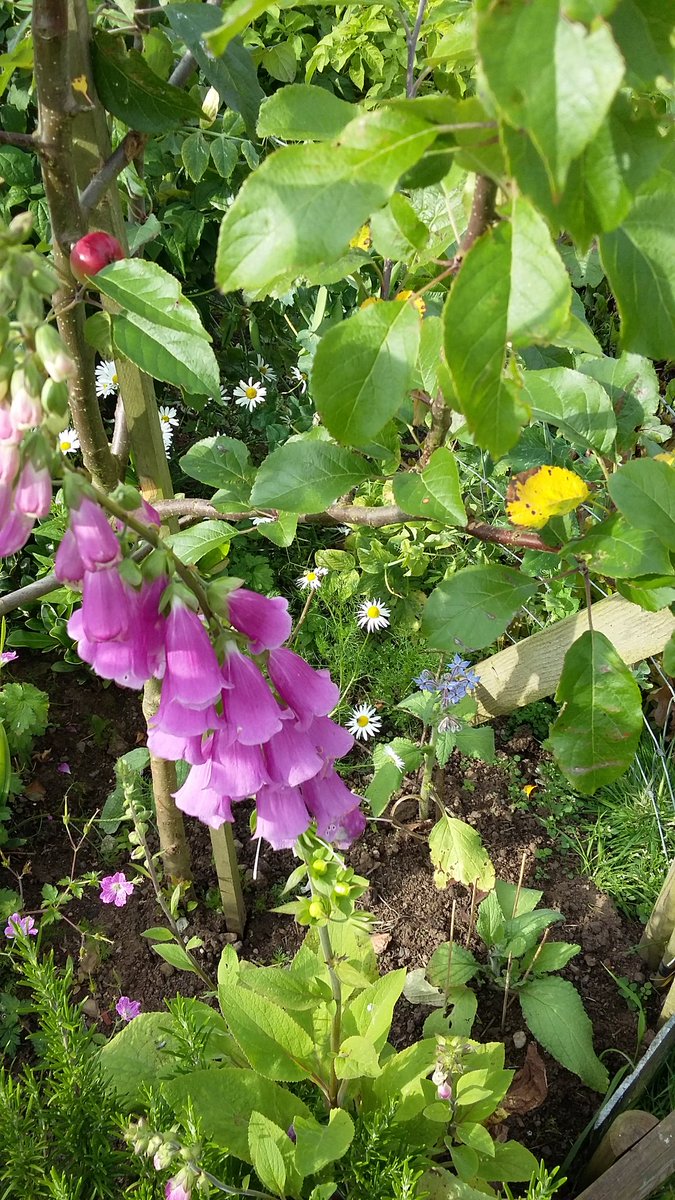 Asslossgarden2's tweet photo. @Asslossgarden2 @howardfarm @AyrshireLarder @EALeisure @AyrshireColl  Assloss garden open  day today sunday 30th  12 noon -16.00  Htsy https://t.co/sC7rBpGWE9