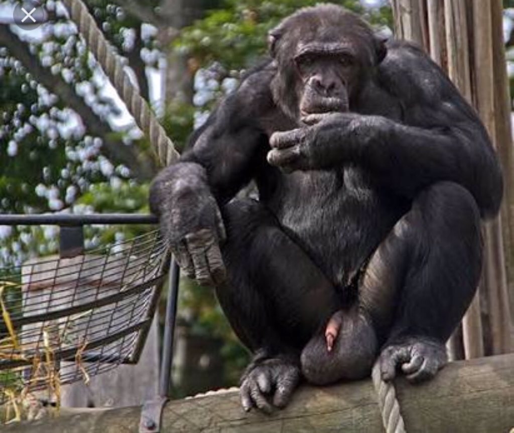 gorilla penis siz gorilla penis siz