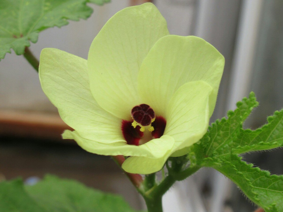 雑草図鑑 準備中 563 オクラ アオイ科 東アフリカ 原産 江戸時代渡来 熱帯性の野菜で夏の暑さに強い トロロアオイ 中国原産 の近縁種で花も似る 花は朝に咲いて昼にはしぼみ 一週間ほどで果実が大きくなり収穫できる 花 野菜 夏の花