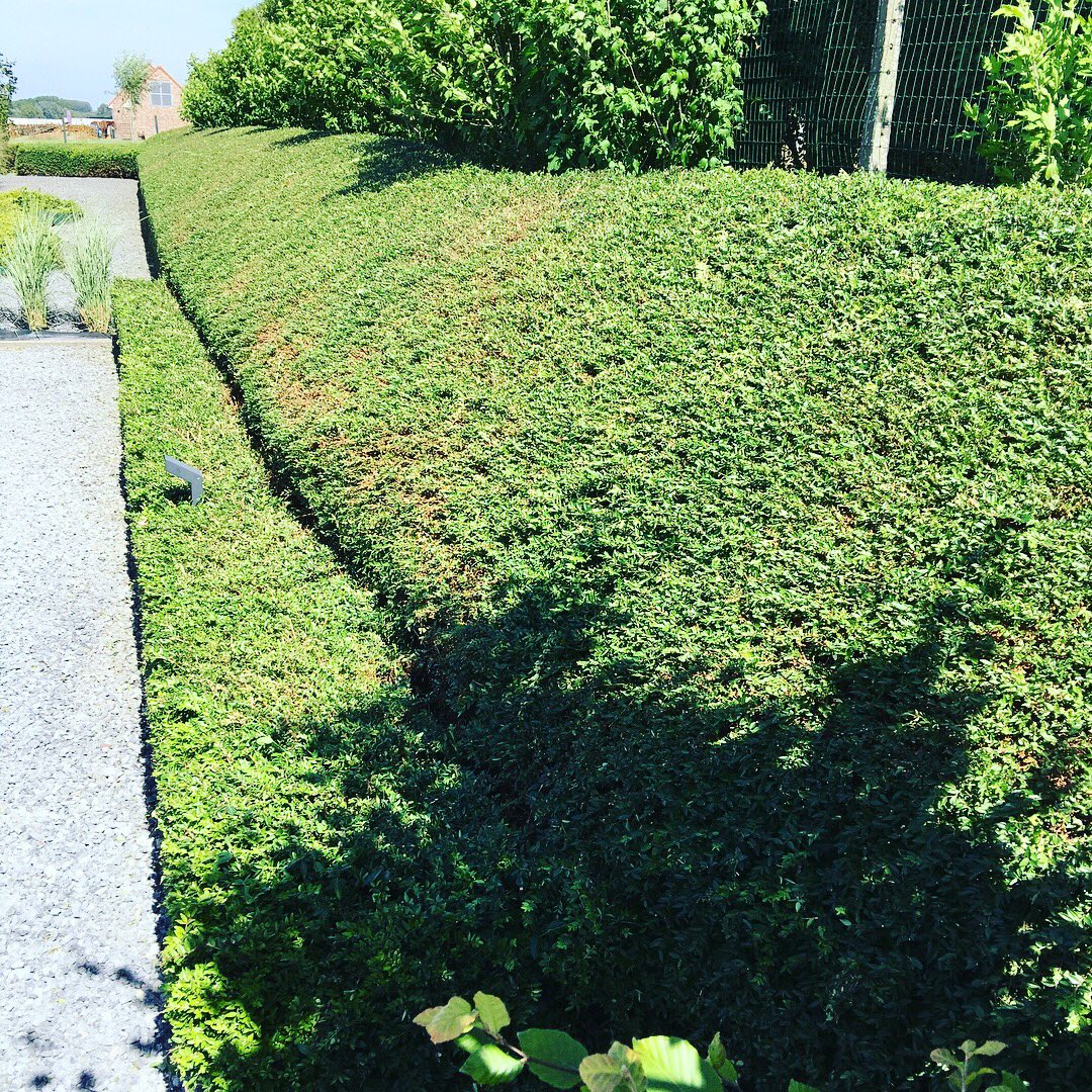 HovenierB's tweet photo. Scheren van #lonicera #gardening #tuinonderhoud #workhardplayhard https://t.co/aW17Uk3ipk