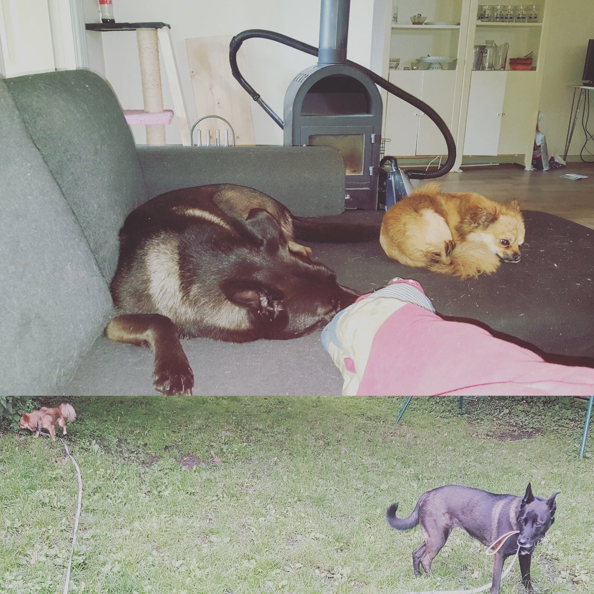 Jeanettewester8's tweet photo. #Hunde #passer #hygheligt https://t.co/BNgTQwP8w1
