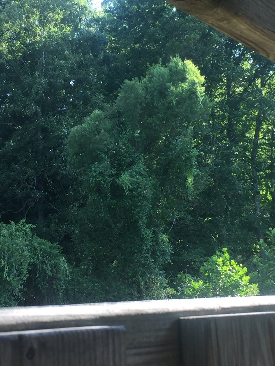 ChanningGentry's tweet photo. I thought this tree looked like a bird ... so I made it one https://t.co/eh78Ri3Gf8