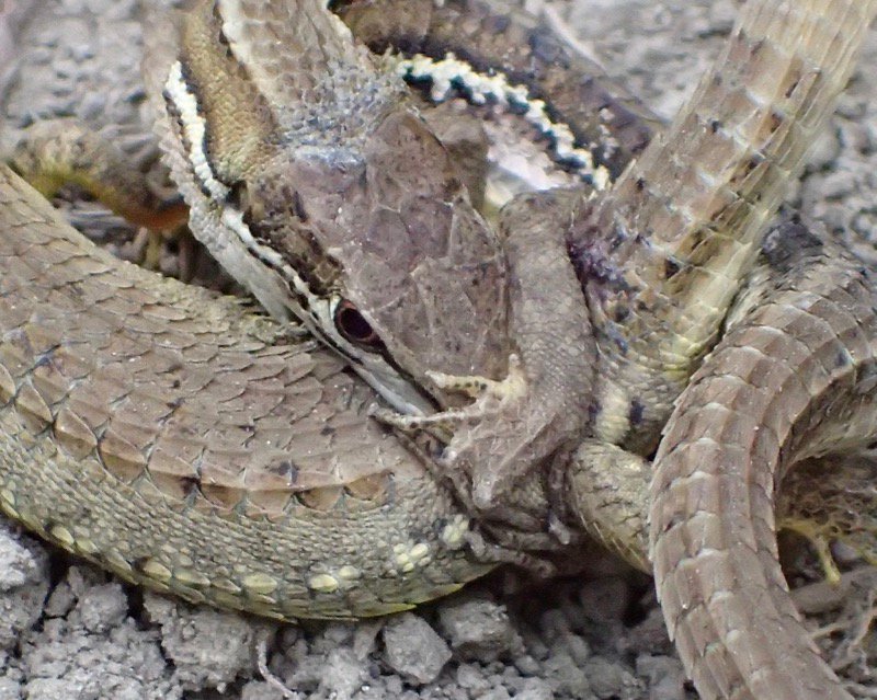 パツ子 على تويتر カナヘビがヘビに食べられてるのかと思ったら 交尾していました 保護色すぎてもう少しで踏むところでした 私が近づいても逃げるどころじゃなかったようで おかげで心ゆくまでとっくり観察させてもらいました オスの必死な形相がすごくエロかった パツ子 على تويتر カナヘビがヘビに食べられてるのかと思ったら 交尾していました 保護色すぎてもう少しで踏むところでした 私が近づいても逃げるどころじゃなかったようで おかげで心ゆくまでとっくり観察させてもらいました オスの必死な形相がすごくエロかった