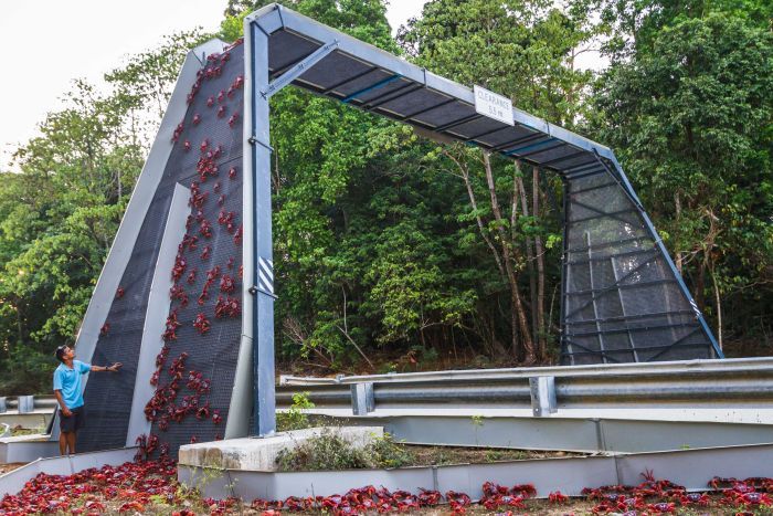 dtdchange's tweet photo. Christmas Island crab bridge helps migrating critters beat the traffic
https://t.co/z345ZvDxsk 31 underpasses too #ecoduct https://t.co/XIDnhthYG1