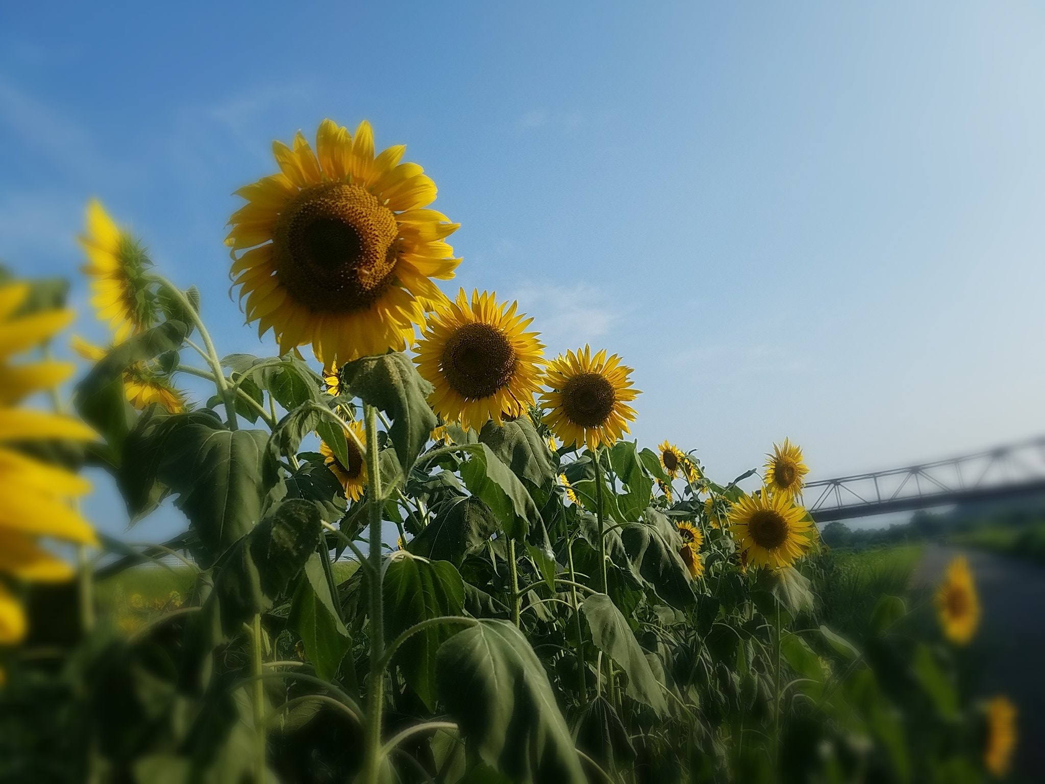 大洲市五郎 Twitter Search Twitter