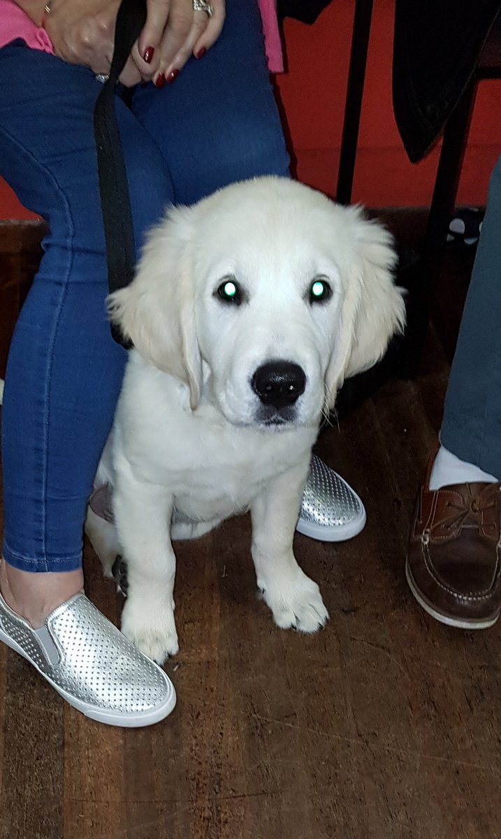 Think_Pawsitive's tweet photo. This is Archie, a new start in our Puppy Class in @2nduddingston hall. #puppylove #capbt https://t.co/xANtpEnyYP