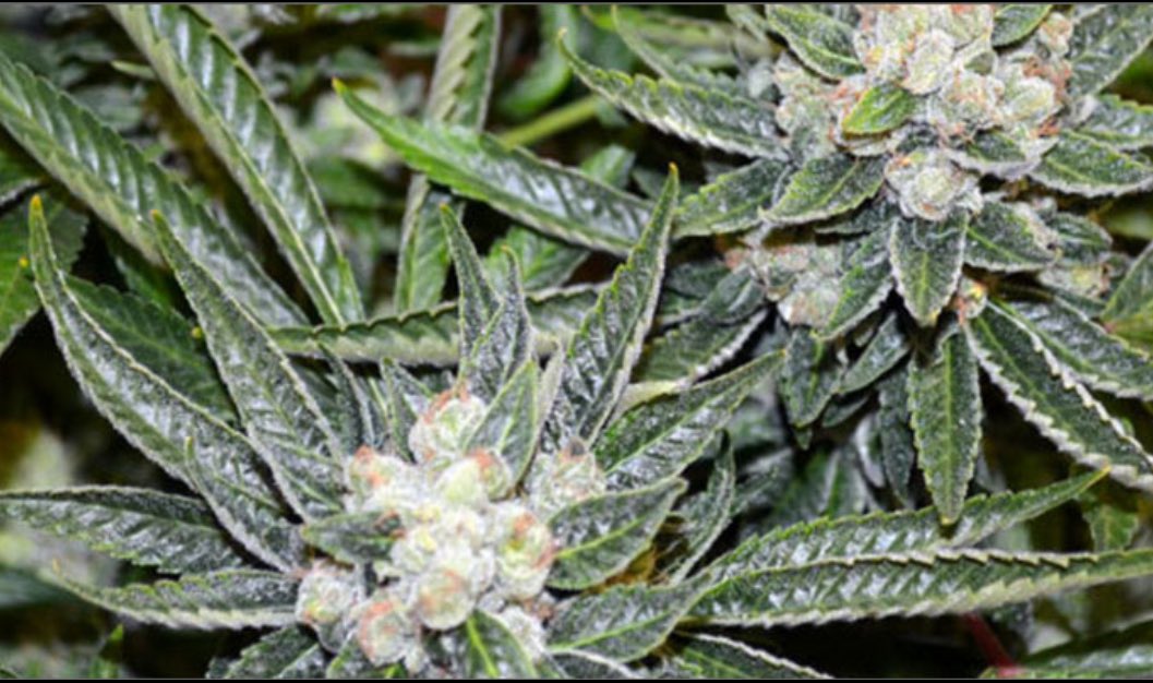 Sativa Fights depression,uplifts,
Increases creativity &amp; focus,treats behavioural-mental issues-ADHD,useful in certain cancers,anorexia,HIV.