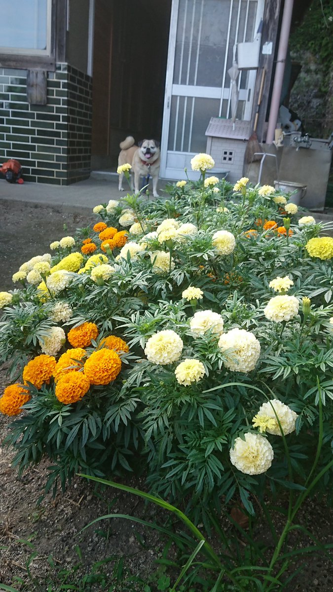 安田いちご園 ぱじぇろみに Twitterissa うちの花壇に植えたマリーゴールドが綺麗に咲きました マリーゴールド アフリカン マリーゴールド