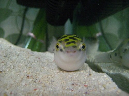 good day to you my buddies!!! hope youre one step closer to your dreams today!!!!! dont give up!!