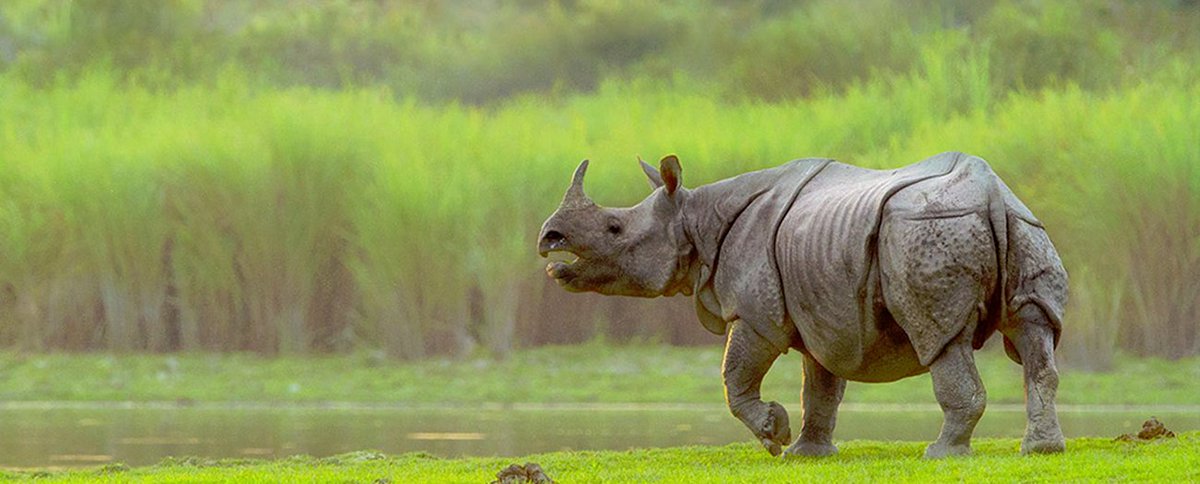 Kaziranga national park in Assam has 2000+ one-horned rhinos. Also, has the highest density of tigers in the world. #IncredibleNorthEast