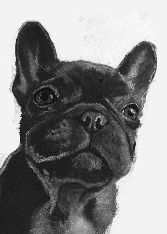 OscarJetson's tweet photo. French bulldog art print, Frenchie gift,Frenchie Art, Black frenchi… https://t.co/vAtjekAPcS #doglover #FrenchieGift https://t.co/kGc5HytFag
