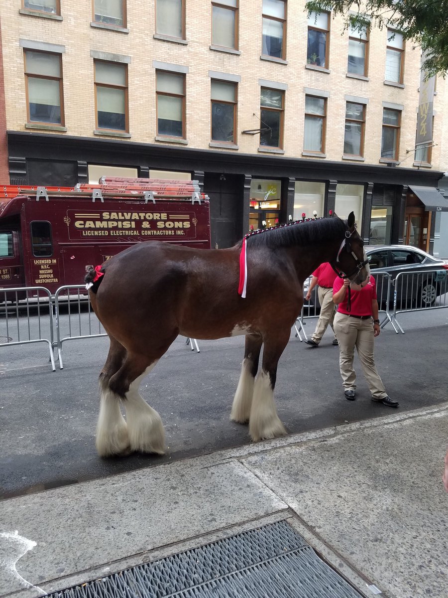 MugClubs's tweet image. Budweiser Clydesdales right outside our office. This is too perfect #MugClub #ItsASign #BeerMarketing