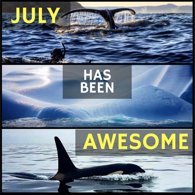OceanQuestNL's tweet photo. July has been pretty awesome, so debrief yourself on all the exciting things 'appenin' 'round da bay! #Hdrop https://t.co/UC6ZDbhg7s https://t.co/Vg0OZsilnN