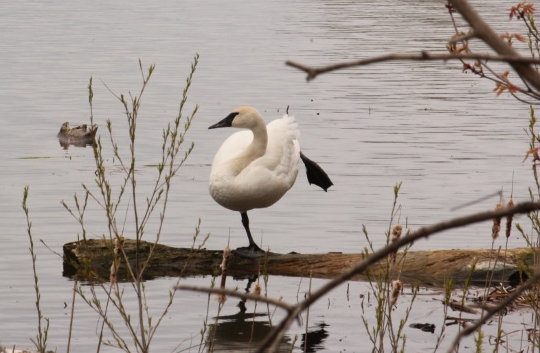 TorontoBirds's tweet photo. #Toronto parents, looking an active #getoutside camp? Check out @TRCA_TTP Junior Birder Camp! Aug 14-18, ages 10-16 https://t.co/d5geP7AWwl https://t.co/LmqasrFME4