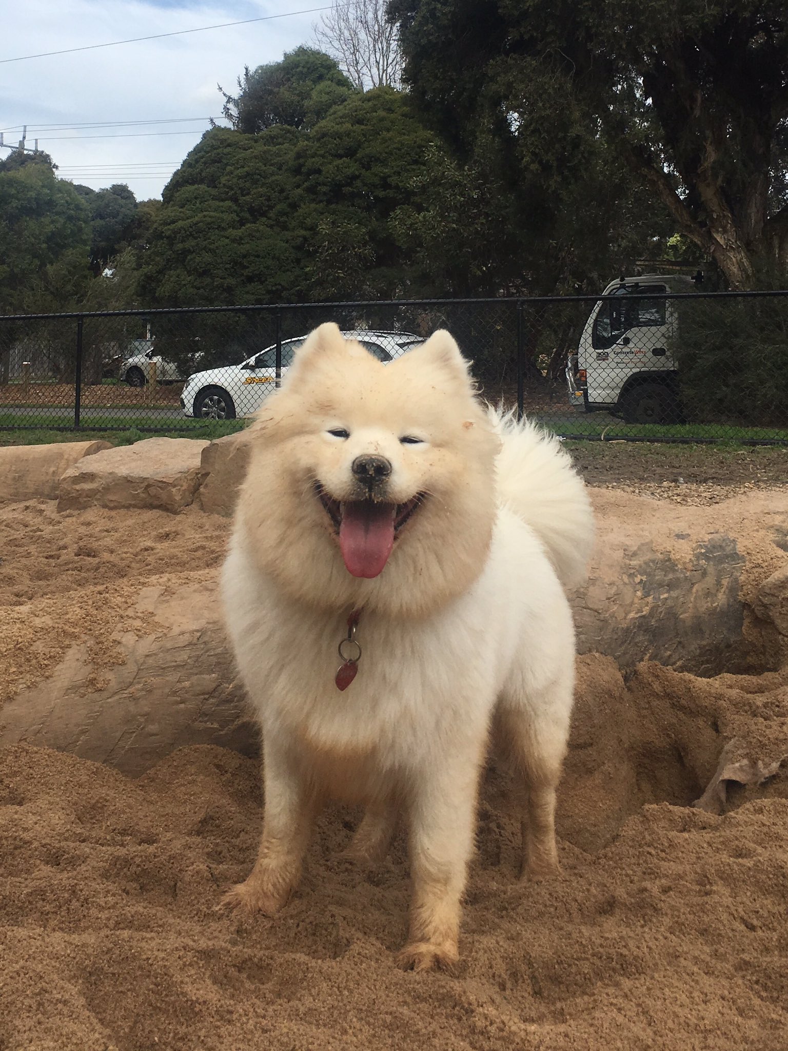 Biscuit samoyed best sale