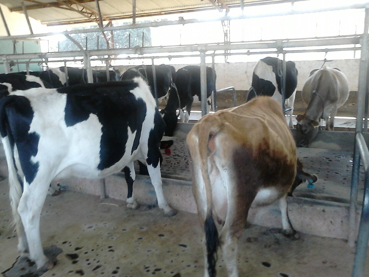 Anael D On Twitter Holstein Friesian And Jersey Cow Breed Allows Dairy Farmers Zambia To Increase Milk Production Used In Crosses Or Pure Breed Agriterra Https T Co Xenrtx4bdl