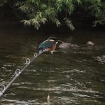 釣りを楽しんでたらまさかのカワセミが釣竿にとまった!