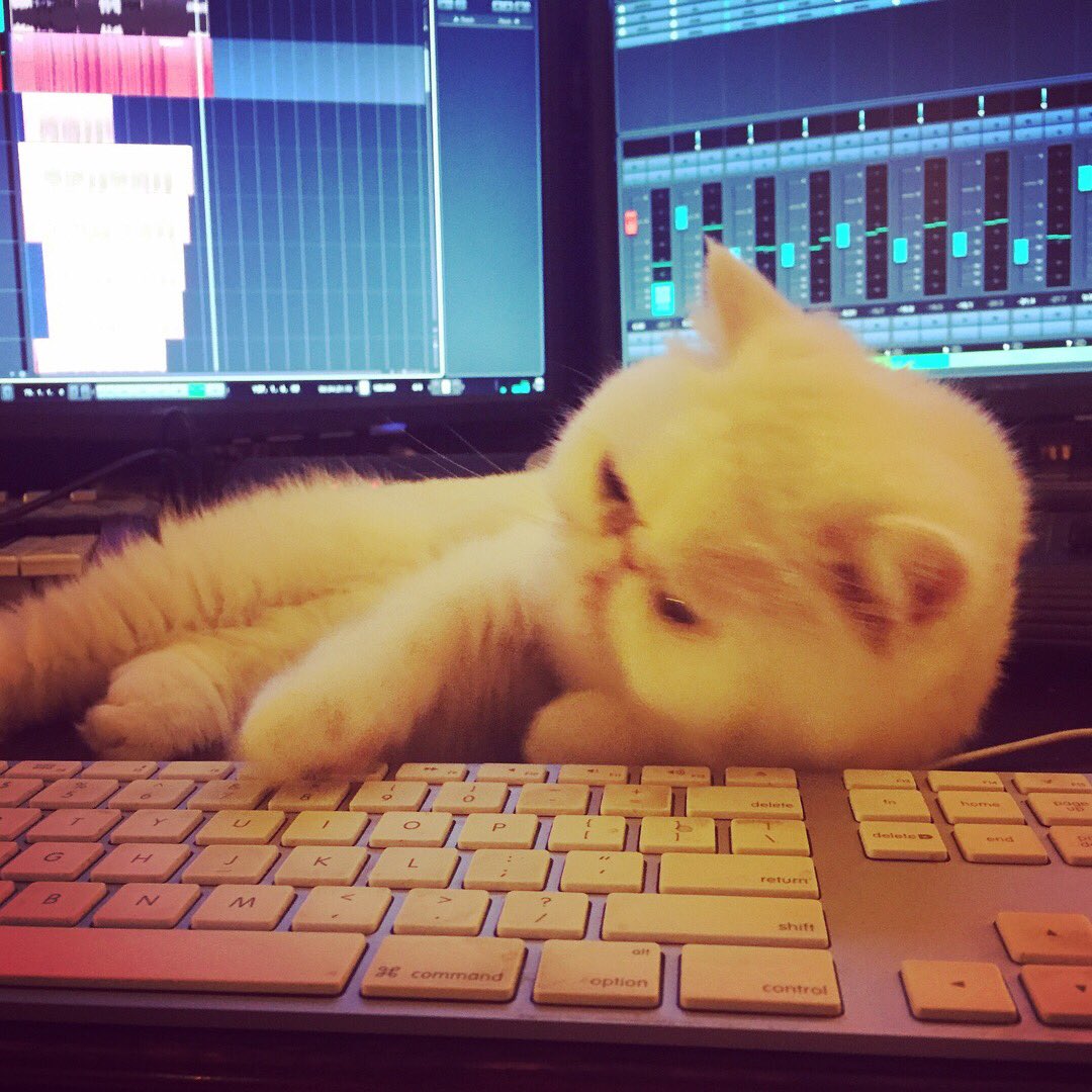 Anton_Bass's tweet photo. When u walk into the studio &amp; see this unfolding! #🙀 #noooo #cattastrophe #musicproduction #producerproblems #studiocat #cat @Seatosun https://t.co/hxRzg5kEoZ