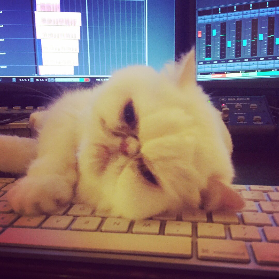 Anton_Bass's tweet photo. When u walk into the studio &amp; see this unfolding! #🙀 #noooo #cattastrophe #musicproduction #producerproblems #studiocat #cat @Seatosun https://t.co/hxRzg5kEoZ
