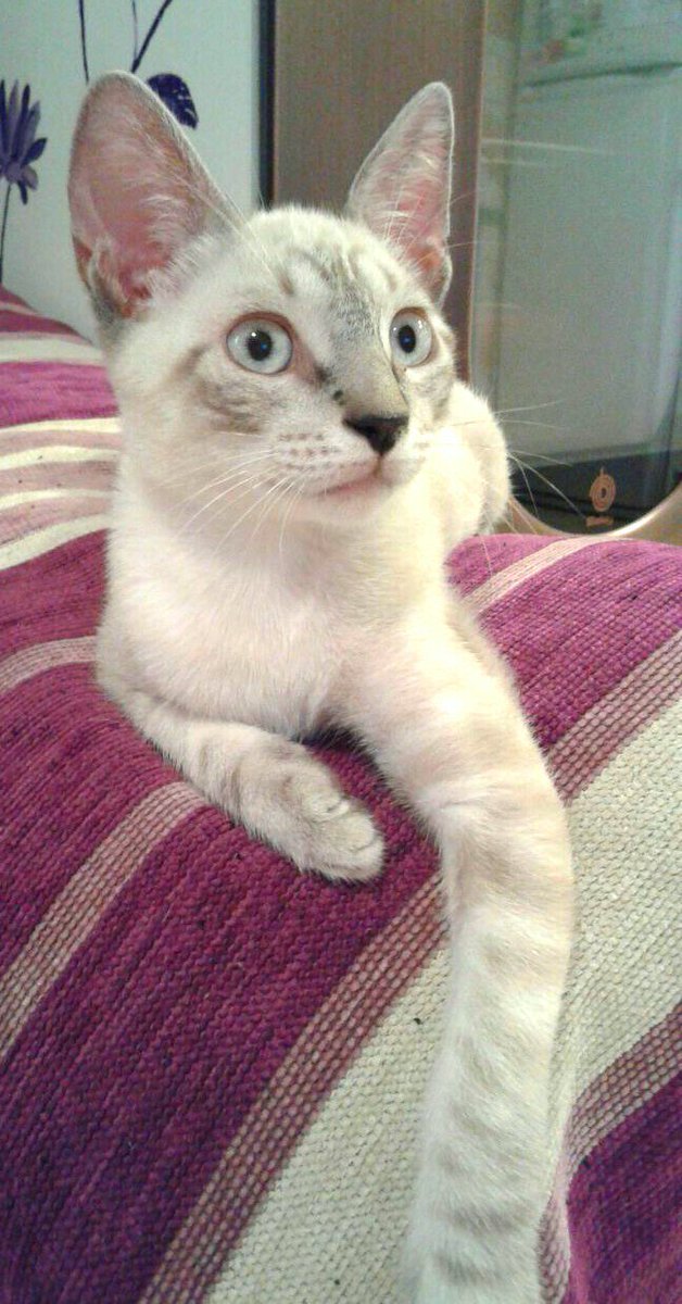 TEO.X de Siames.De 04/17.Esta en Jerez.Cariñoso y sociable.Bien con perros,niños y gatos.Contacto maskeperros.es o contacto@maskeperros.es