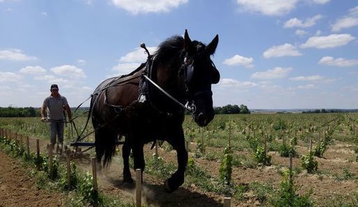 LA CLEF DES VINS tweet media