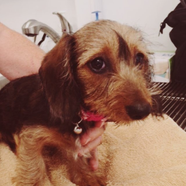 SigVetSvc's tweet photo. Thank DOG It’s Friday!!!! What are your weekend plans? #TDIF #dogsofinstagram #dachshundsofinstagram #svsfamily #petlove #homevet https://t.co/2LkJHOpMTR