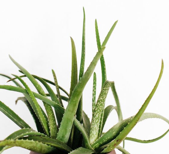 mindbodygreen's tweet photo. These 5 #Plants Have #SkinClearing Superpowers by @kaylasthread https://t.co/csXFjOHHId https://t.co/RbnHlIthGr
