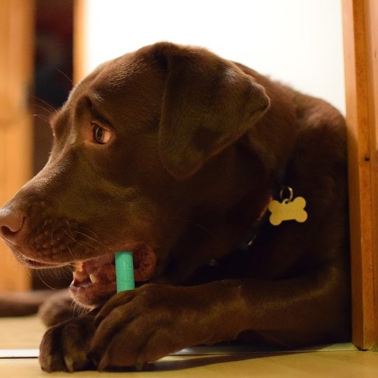 WeArePedwar's tweet photo. Pedwar mascot doing his best to cheer us up on a rainy Friday morning #officedog #webdevelopment #Webdesign #swansea https://t.co/h1EmLhSAxs