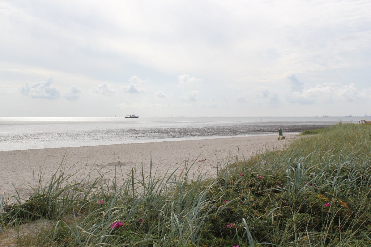 Unser Wochenend-Tipp: Am Sonntag erzählt Biologe Wolfgang Gedat #Strandgeschichten im <a href="/wangerland/">Wangerland</a> abinswatt-schillig.de/html/salzwiese…