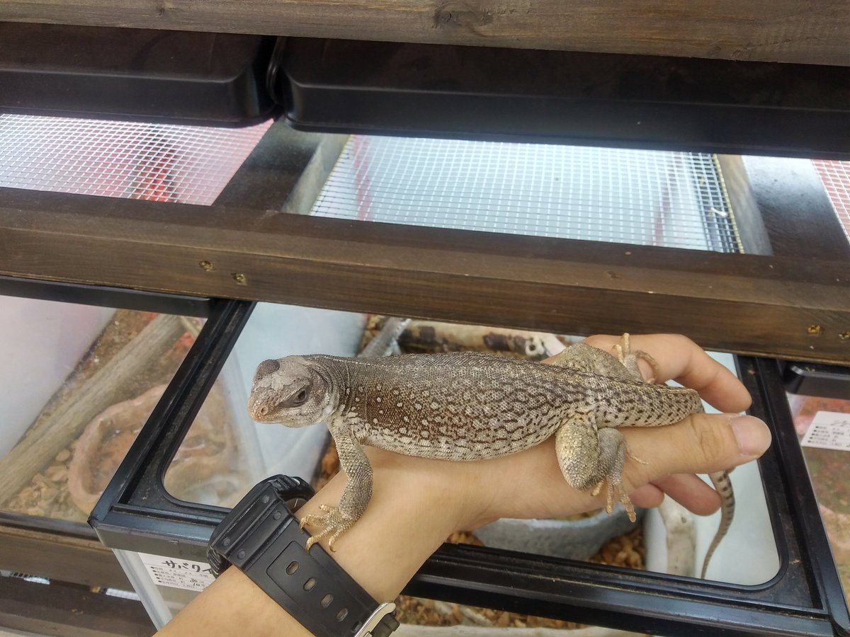 爬虫類クラブj ひたちなか店 公式 爬虫類倶楽部 ハチクラ サバクイグアナ 大きくならないイグアナ 性格もおとなしく慣れるトカゲです 野菜メインで人工餌と虫を少々あげてます 個人的にお気に入りの種類です オススメ 爬虫類クラブj ひたちなか店 公式 爬虫類倶楽部 ハチクラ サバクイグアナ 大きくならないイグアナ 性格もおとなしく慣れるトカゲです 野菜メインで人工餌と虫を少々あげてます 個人的にお気に入りの種類です オススメ